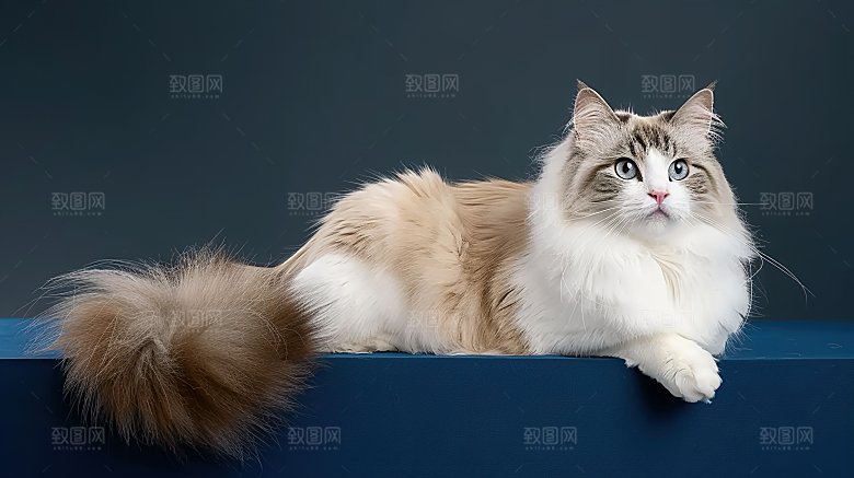 宠物活泼嬉闹乖巧猫科猫咪灵敏动物可爱淘气