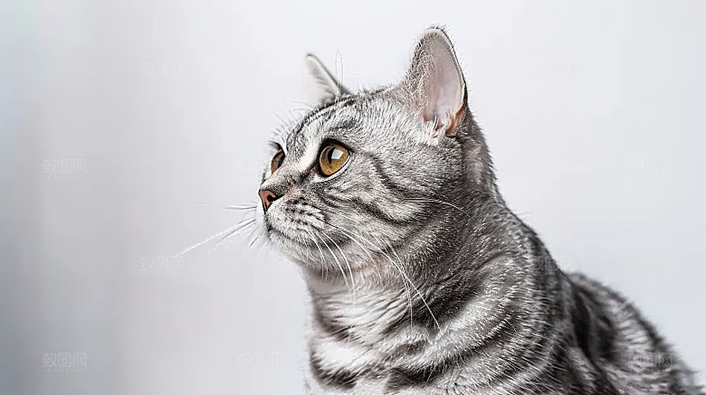 宠物可爱猫咪布偶猫嬉闹动物淘气乖巧灵敏猫