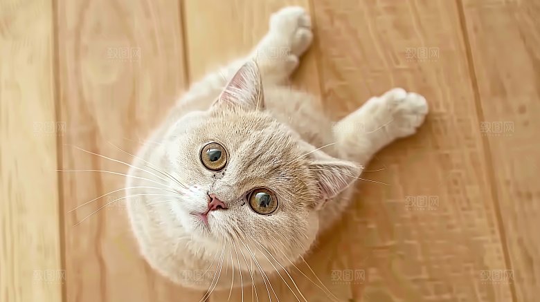 宠物可爱小猫动物活泼猫咪猫科乖巧