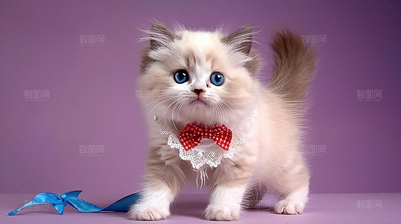 宠物灵敏可爱乖巧猫咪动物淘气猫科活泼嬉闹
