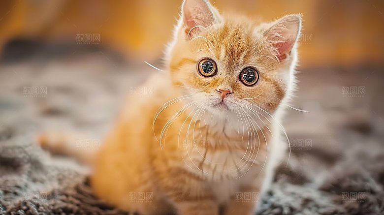 宠物灵敏猫科动物乖巧嬉闹猫咪可爱小猫淘气