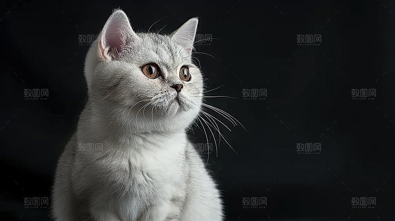 宠物灵敏猫科活泼淘气嬉闹乖巧动物可爱猫咪