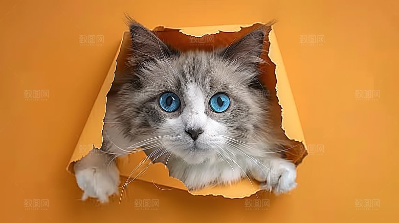 宠物淘气嬉闹乖巧猫咪灵敏小猫动物猫科可爱
