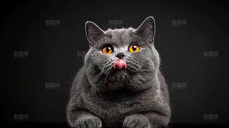灵敏动物猫咪可爱宠物淘气嬉闹猫科小猫
