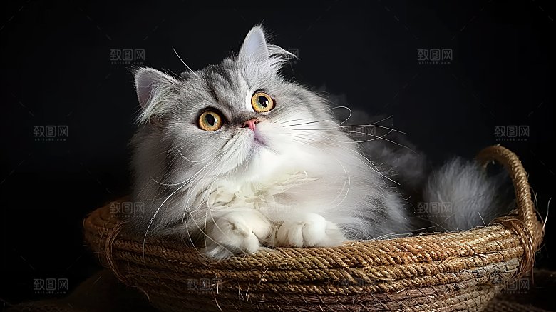 灵敏动物猫咪灵敏乖巧可爱嬉闹宠物猫科淘气