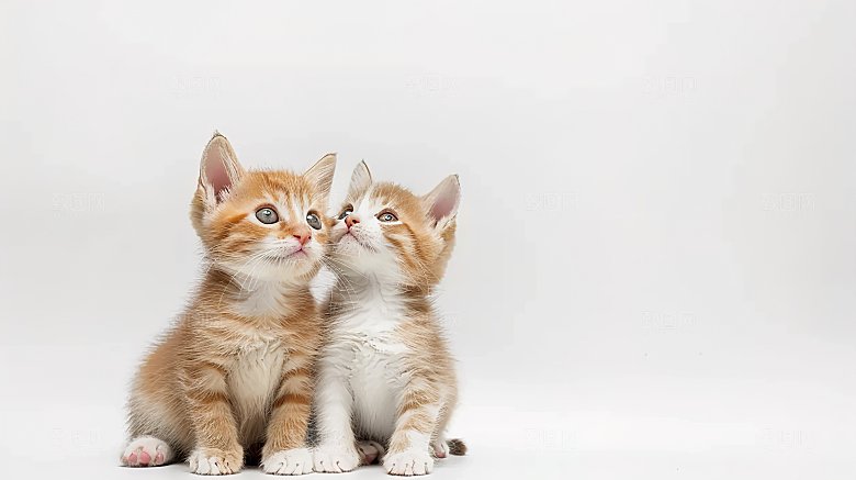 灵敏动物淘气猫咪小猫嬉闹可爱猫科乖巧宠物
