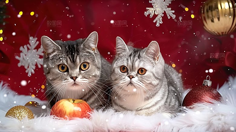 灵敏动物嬉闹小猫猫咪猫科宠物可爱摄影淘气