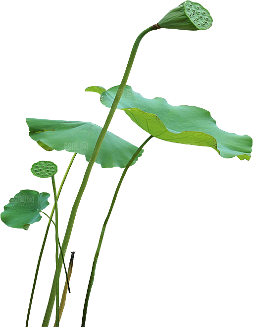 唯美古风水彩手绘荷花荷叶古典水墨莲花素材