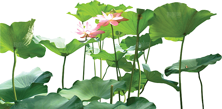 唯美古风水彩手绘荷花荷叶古典水墨莲花素材