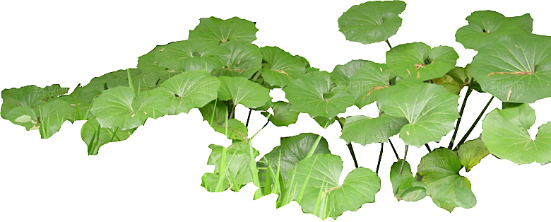 唯美古风水彩手绘荷花荷叶古典水墨莲花素材