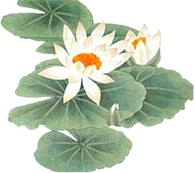 唯美古风水彩手绘荷花荷叶古典水墨莲花