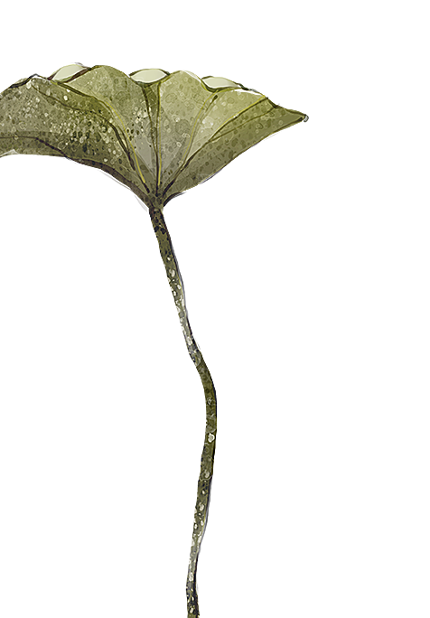 唯美古风水彩手绘荷花荷叶古典水墨莲花