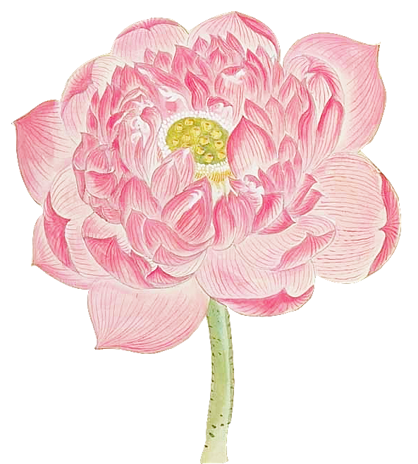 唯美古风水彩手绘荷花荷叶古典水墨莲花素材