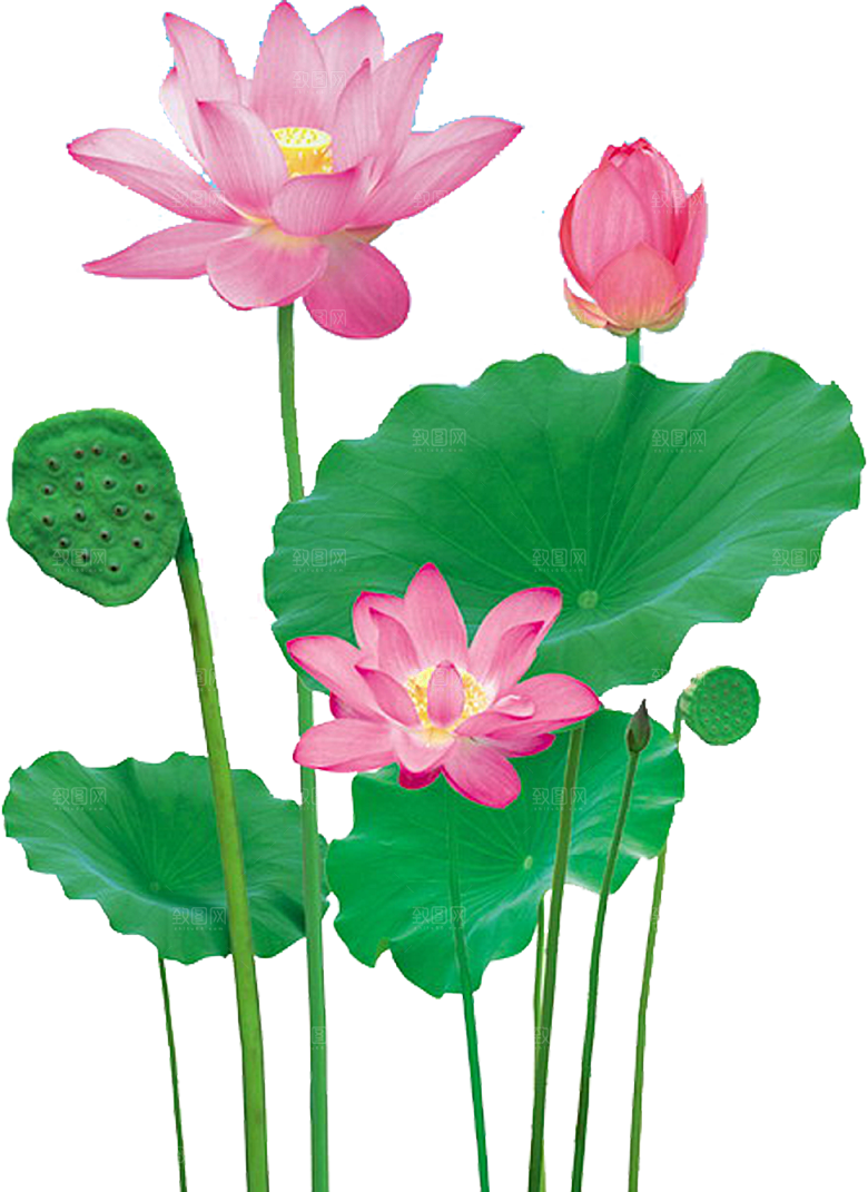 唯美古风水彩手绘荷花荷叶古典水墨莲花素材