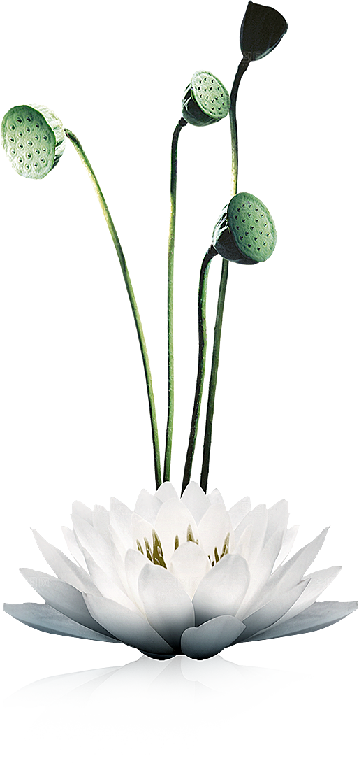 唯美古风水彩手绘荷花荷叶古典水墨莲花