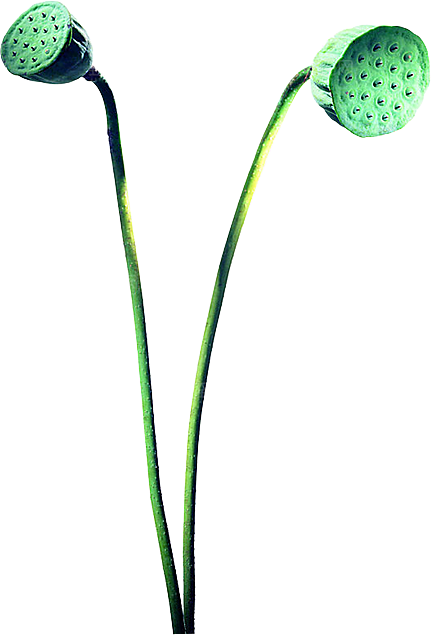 唯美古风水彩手绘荷花荷叶古典水墨莲花素材