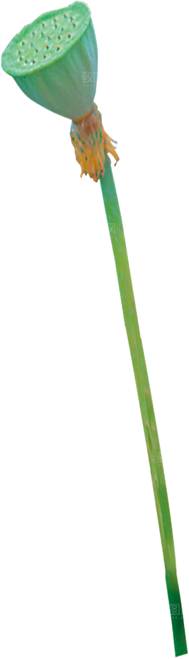 唯美古风水彩手绘荷花荷叶古典水墨莲花素材