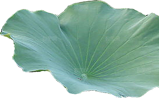 唯美古风水彩手绘荷花荷叶古典水墨莲花