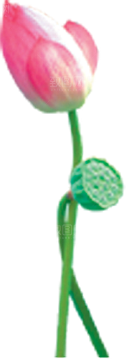 唯美古风水彩手绘荷花荷叶古典水墨莲花