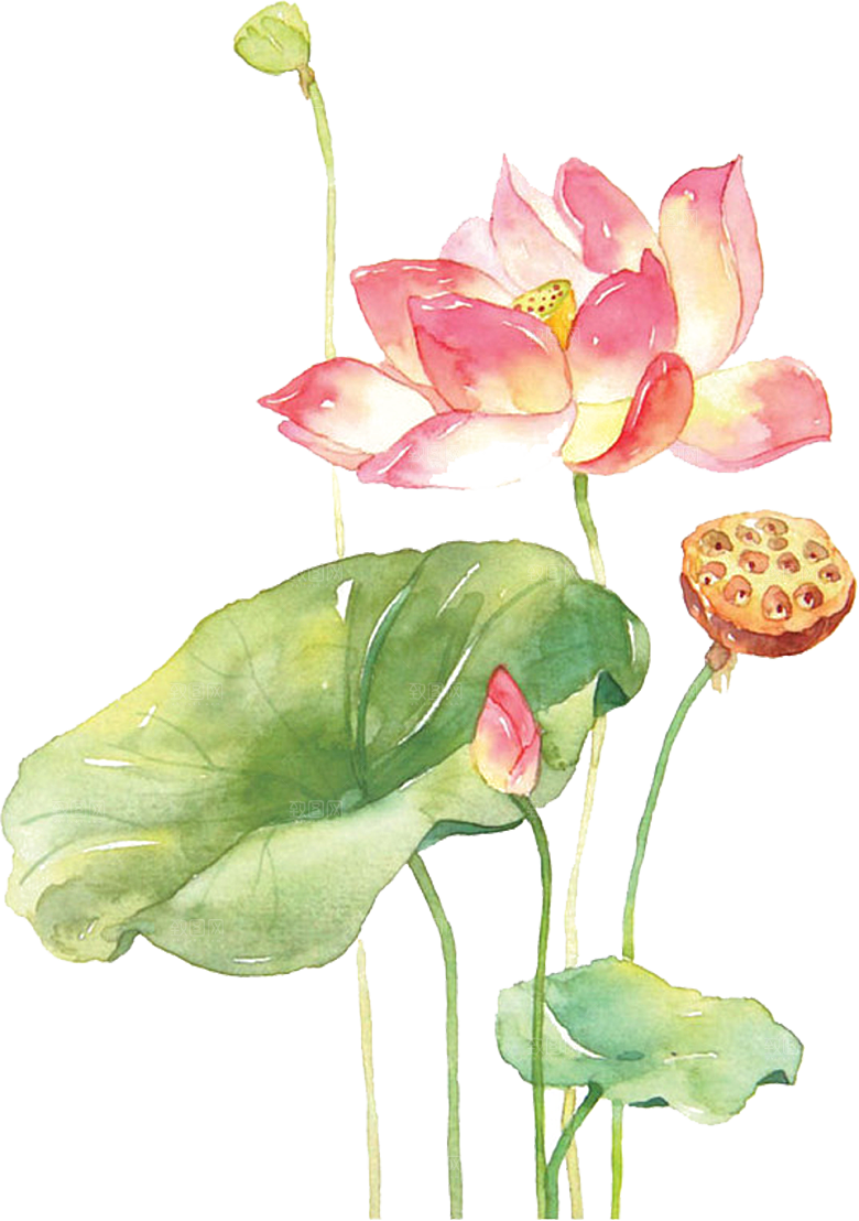 唯美古风水彩手绘荷花荷叶古典水墨莲花