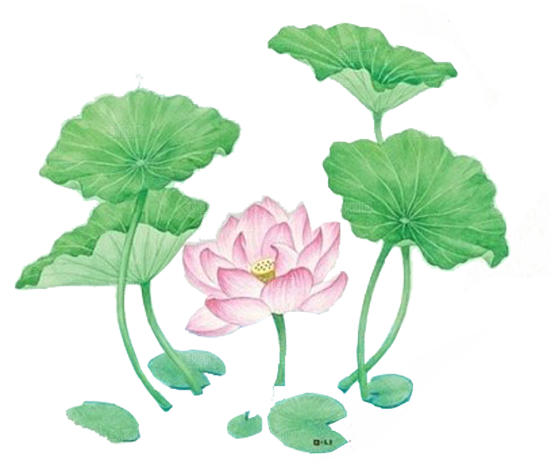 唯美古风水彩手绘荷花荷叶古典水墨莲花