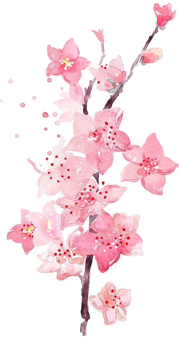 中国风梅花腊梅桃花樱花插画PNG
