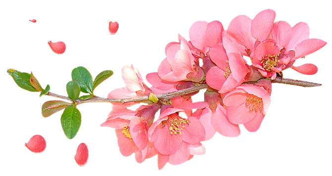 中国风梅花腊梅桃花樱花插画PNG素材