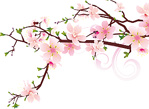 中国风梅花腊梅桃花樱花插画PNG素材