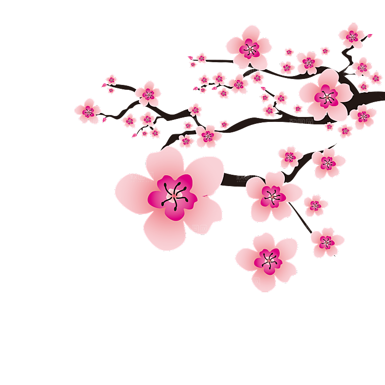 中国风梅花腊梅桃花樱花插画PNG素材