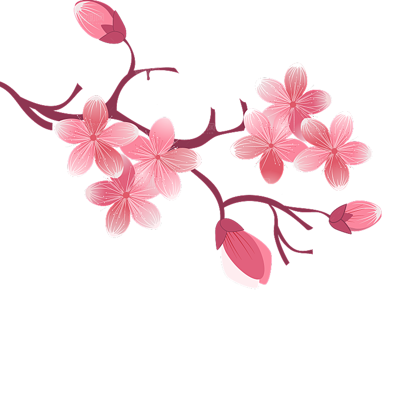 中国风梅花腊梅桃花樱花插画PNG素材