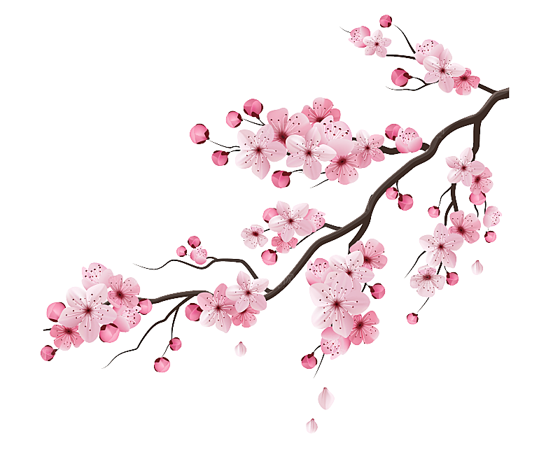 中国风梅花腊梅桃花樱花插画PNG