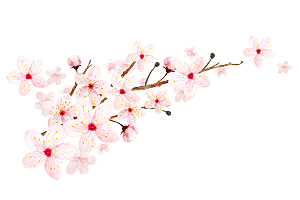 中国风梅花腊梅桃花樱花插画PNG