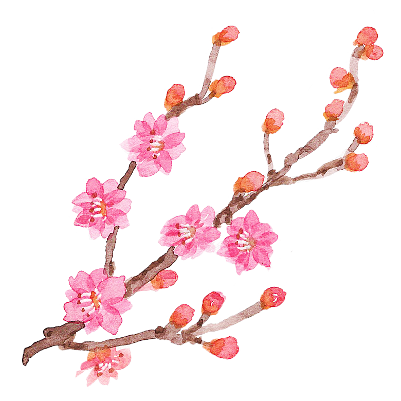 中国风梅花腊梅桃花樱花插画PNG