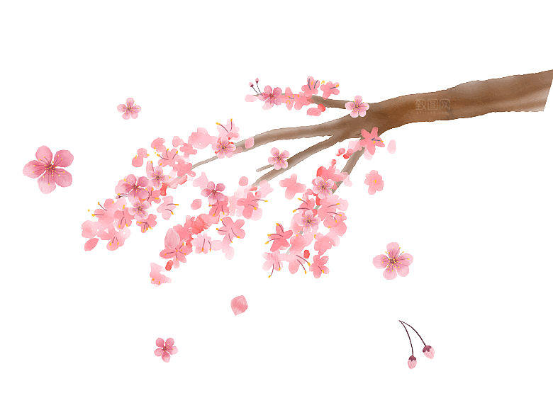 中国风梅花腊梅桃花樱花插画PNG