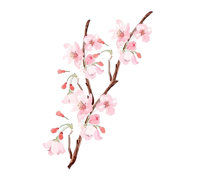 中国风梅花腊梅桃花樱花插画PNG素材