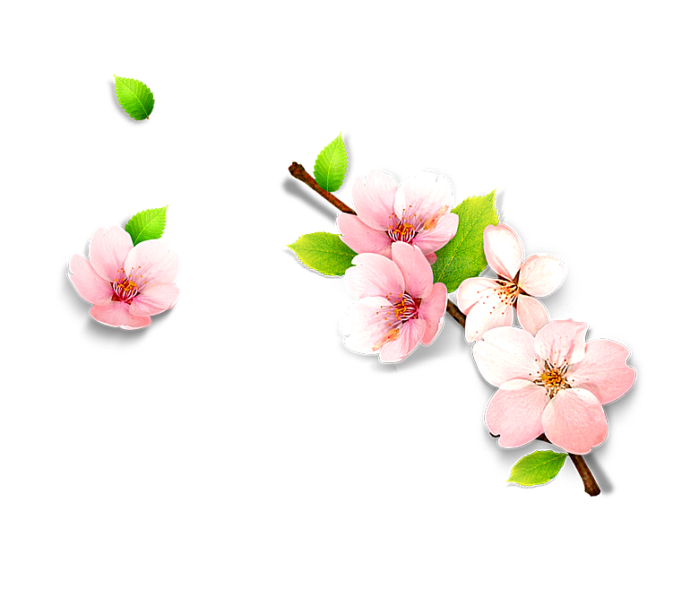 中国风梅花腊梅桃花樱花插画PNG素材