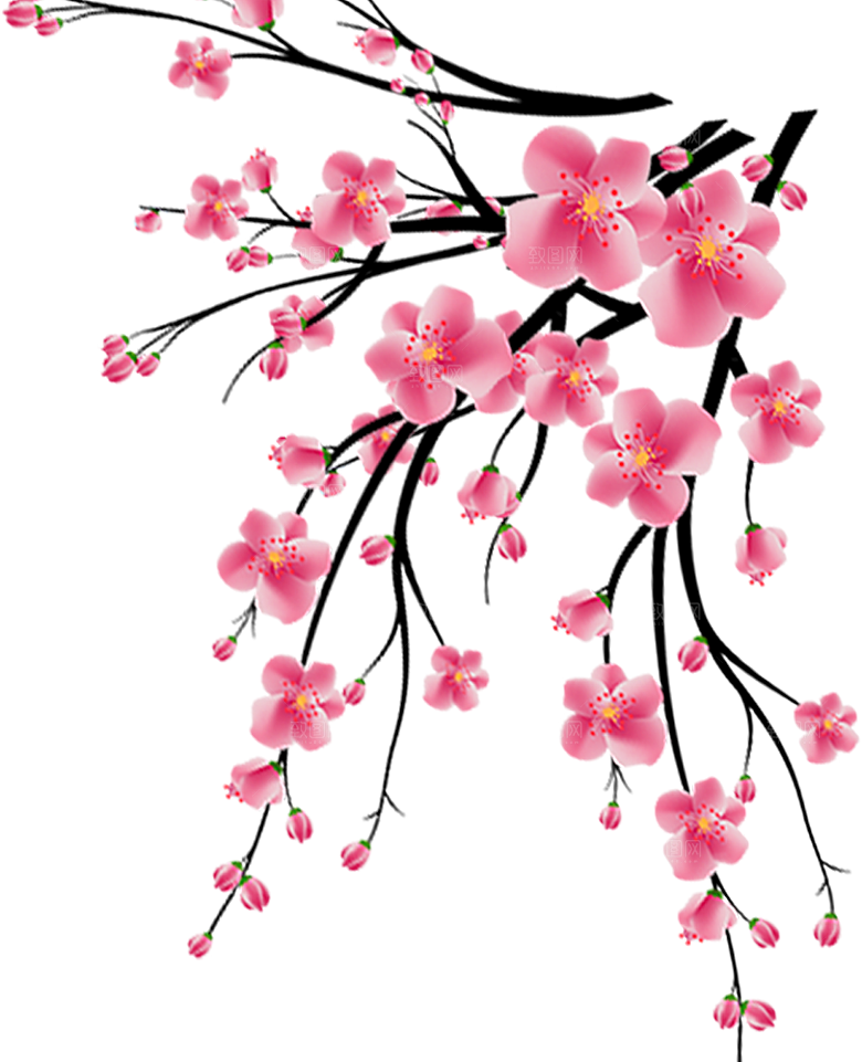 中国风梅花腊梅桃花樱花插画PNG素材