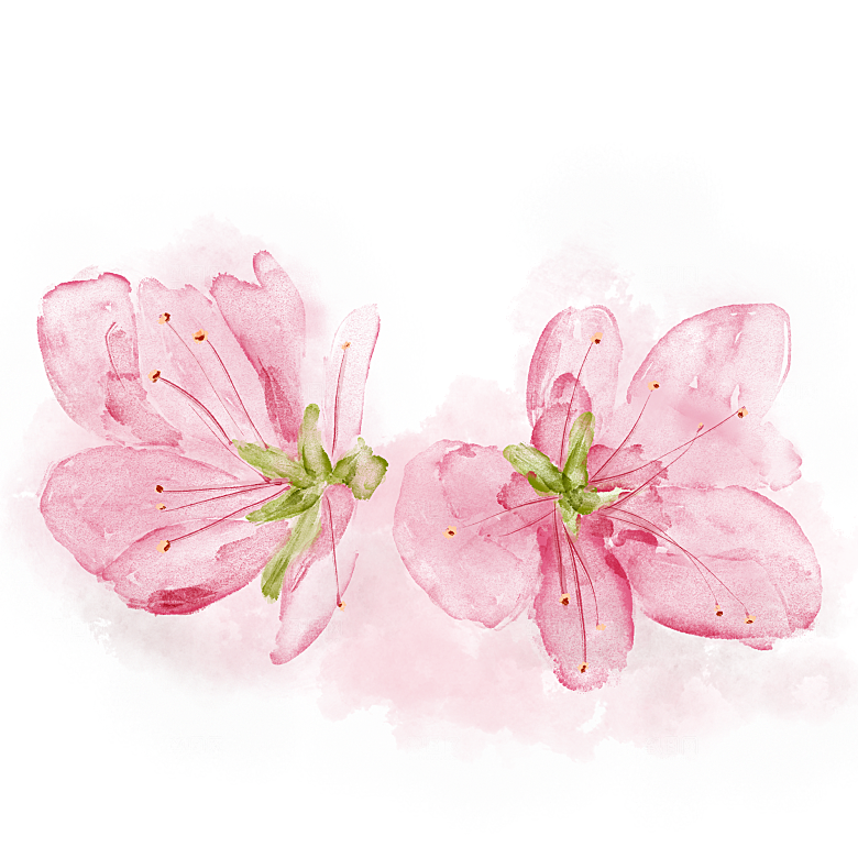 中国风梅花腊梅桃花樱花插画PNG素材