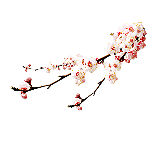 中国风梅花腊梅桃花樱花插画PNG素材