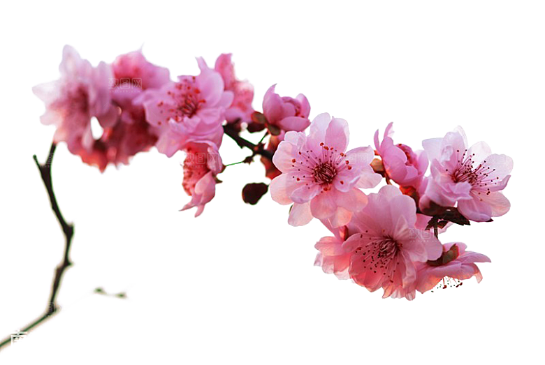 中国风梅花腊梅桃花樱花插画PNG素材