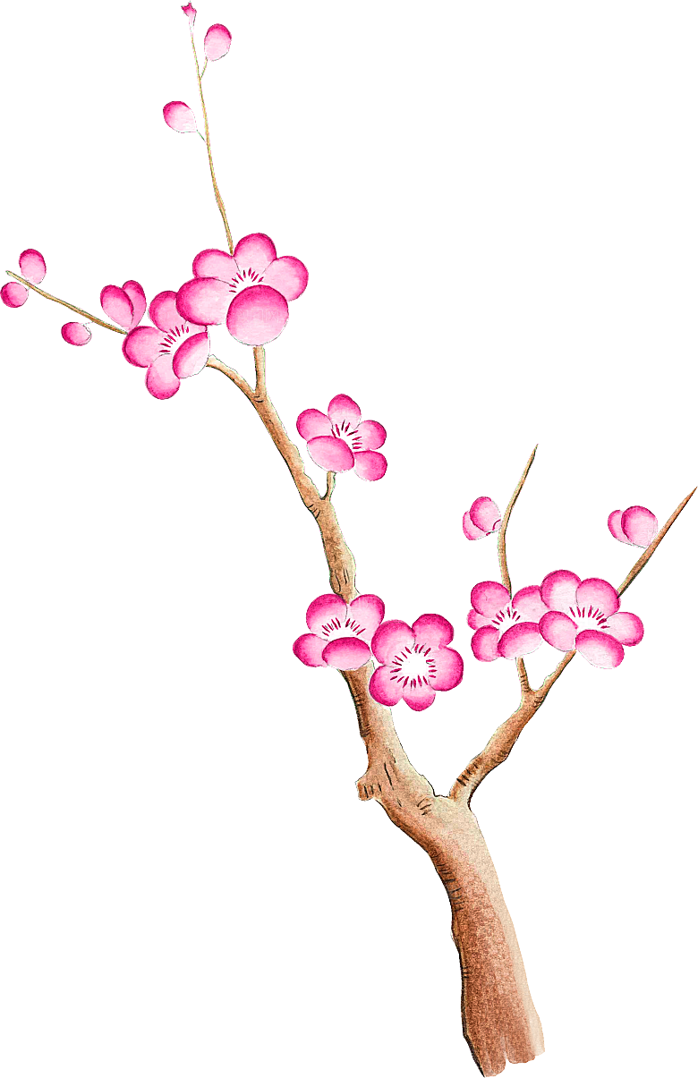 中国风梅花腊梅桃花樱花插画PNG素材
