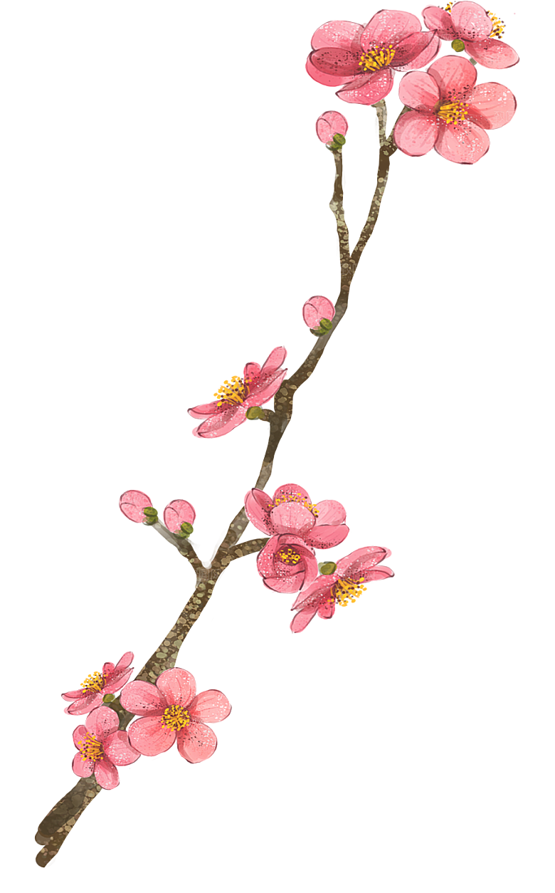 中国风梅花腊梅桃花樱花插画PNG素材