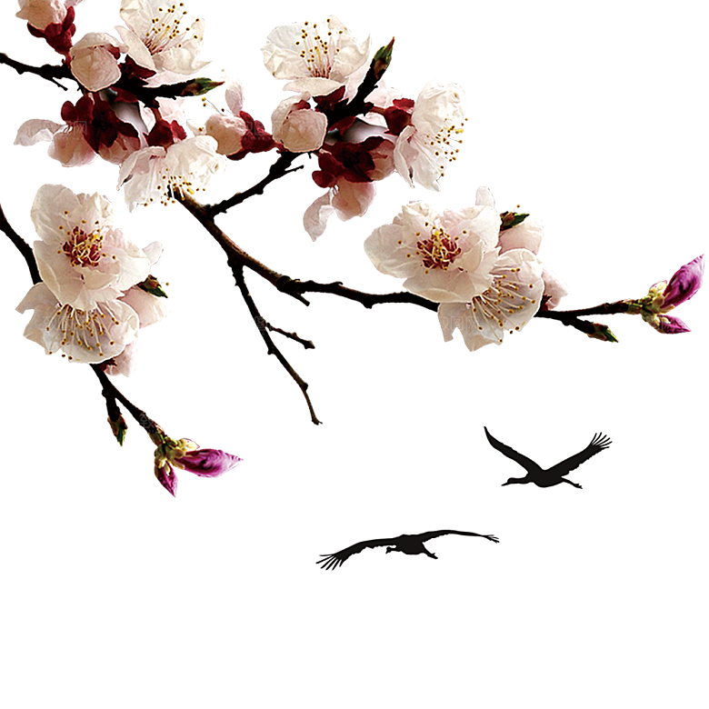 中国风梅花腊梅桃花樱花插画PNG