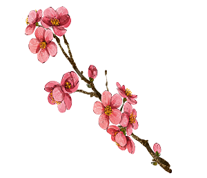 中国风梅花腊梅桃花樱花插画PNG