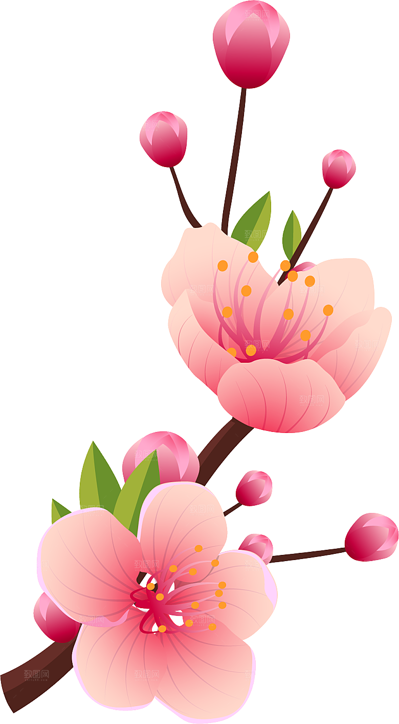 中国风梅花腊梅桃花樱花插画PNG素材