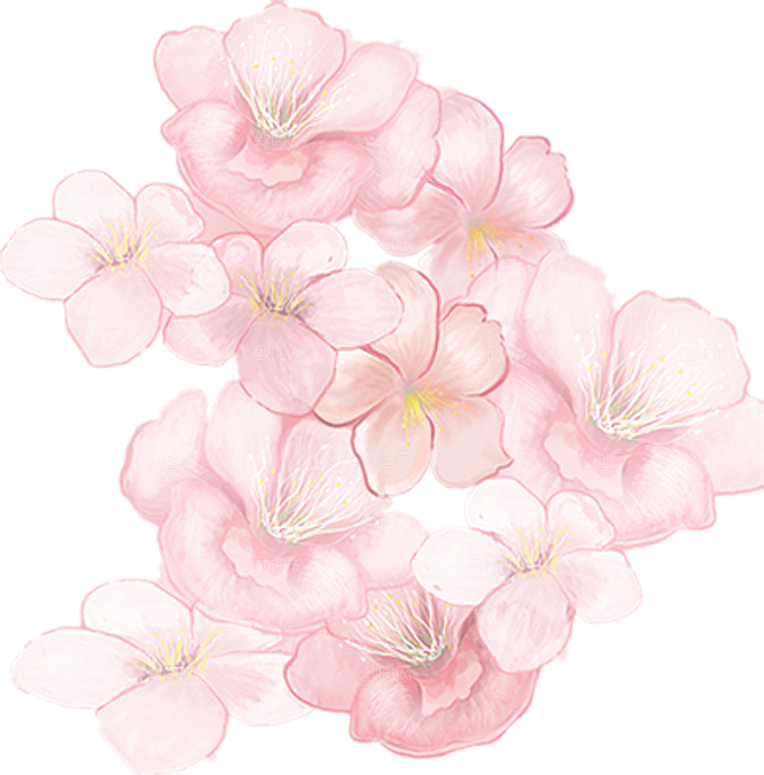 中国风梅花腊梅桃花樱花插画PNG素材