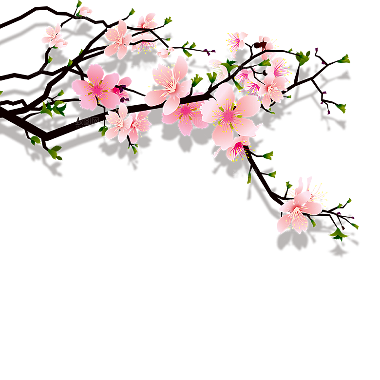 中国风梅花腊梅桃花樱花插画PNG素材