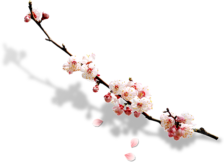 中国风梅花腊梅桃花樱花插画PNG