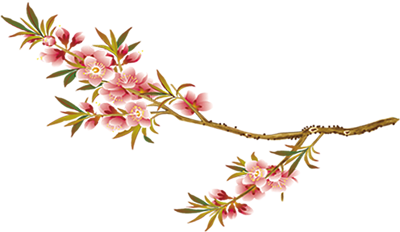 中国风梅花腊梅桃花樱花插画PNG