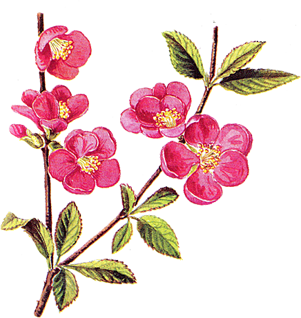 中国风梅花腊梅桃花樱花插画PNG